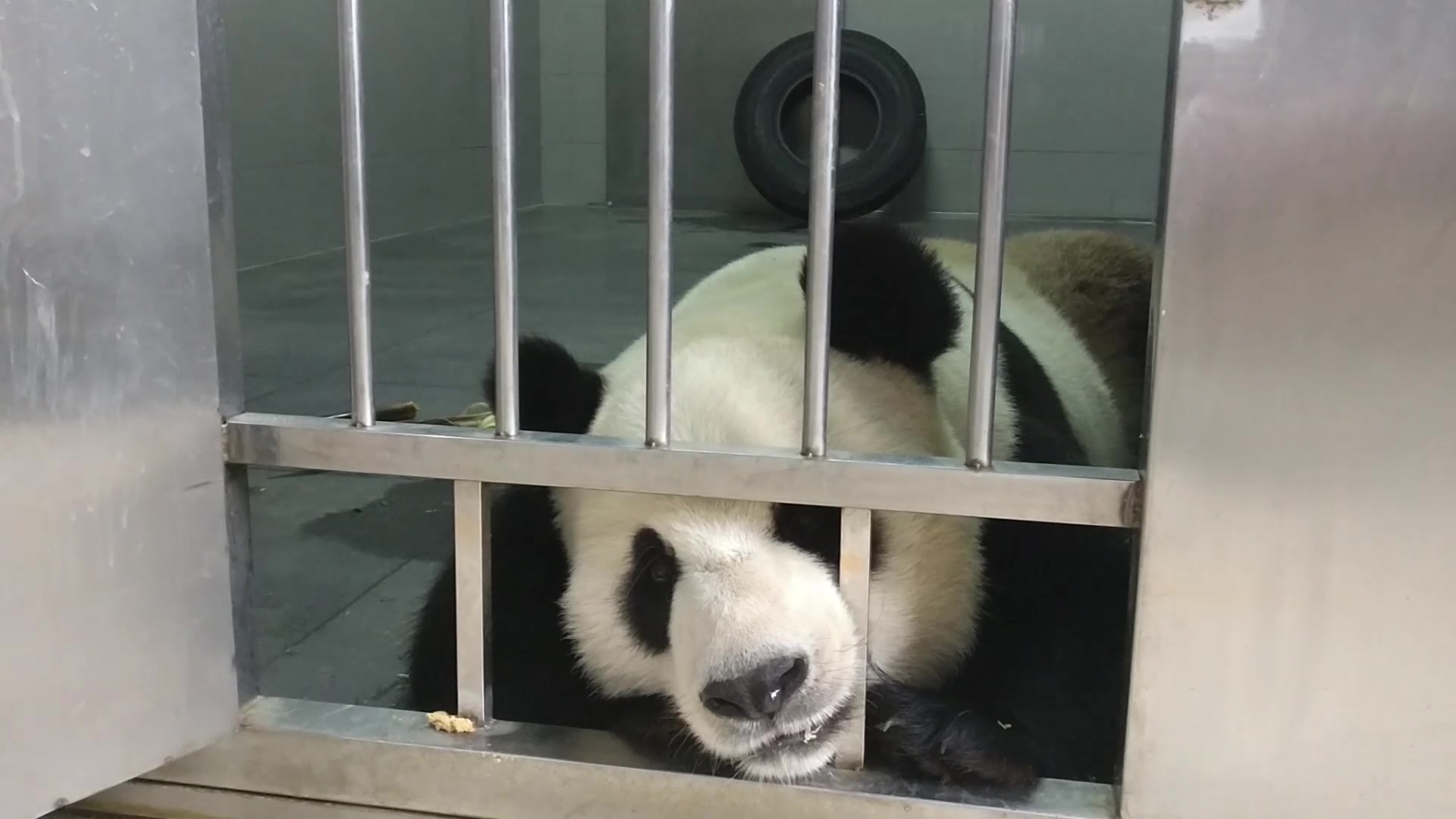 【大熊猫金虎】虎子不开心!嘤嘤嘤!