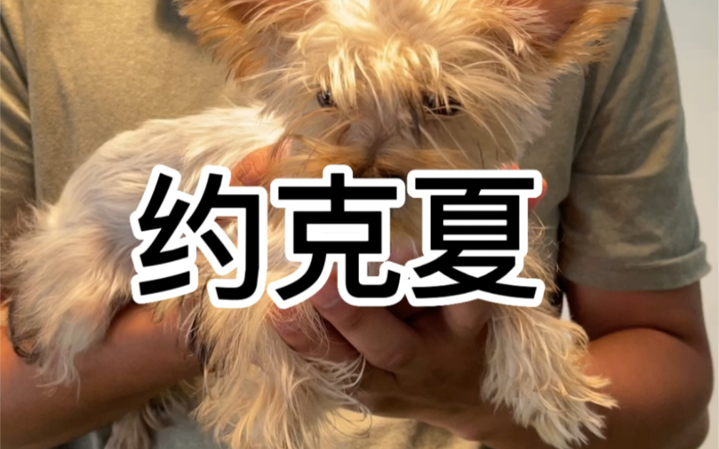 犬种介绍之约克夏哔哩哔哩bilibili