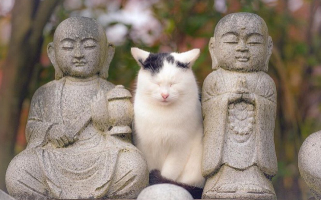 一只佛系小猫咪的日常_哔哩哔哩_bilibili