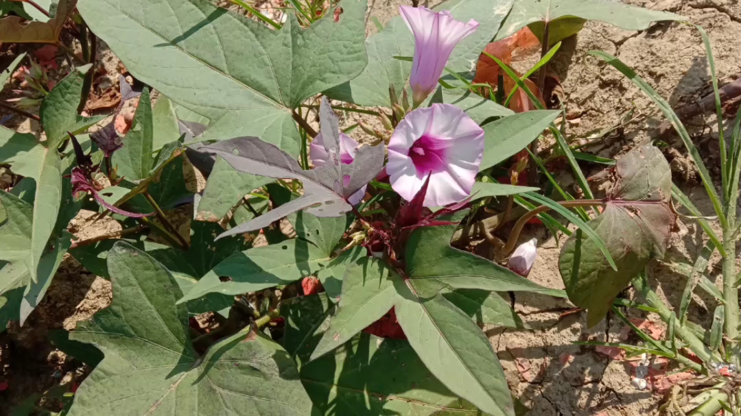 紫色红薯花,白色空心菜花