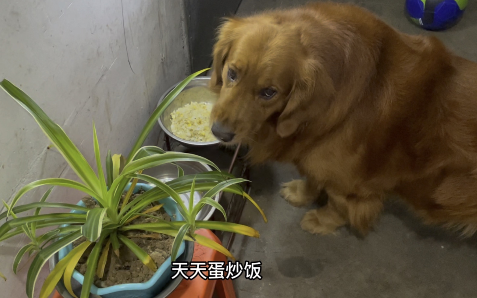 四眼蚂蚱与大金毛疫情即将结束狗狗也彻底断粮