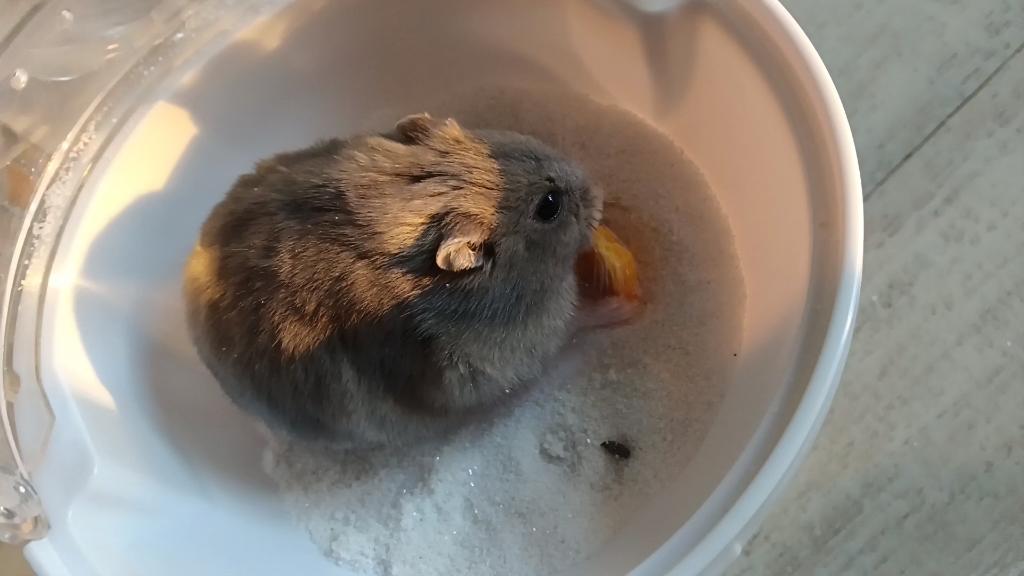 【仓鼠】吃饭的鼠鼠