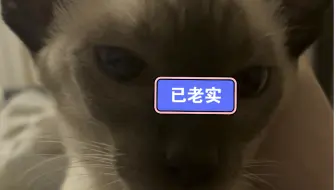 Télécharger la video: 训猫tv-躲避视线