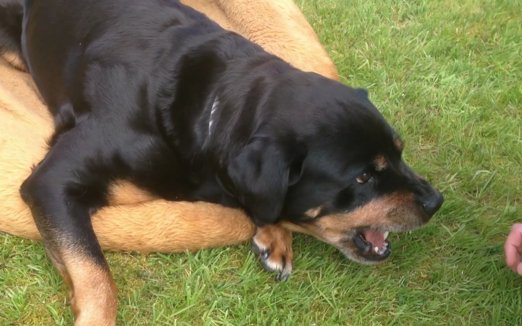 【狗狗】愤怒打喷嚏的罗威纳犬