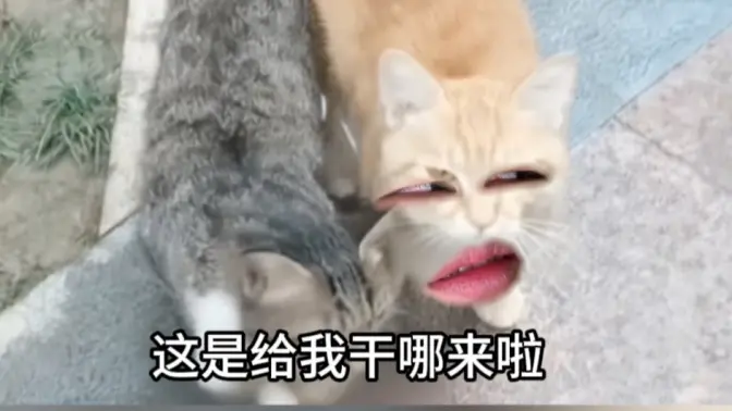 《北猫南调工程》