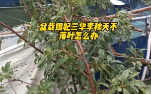 下载视频: 盆栽银妃三华李秋天不落叶怎么办