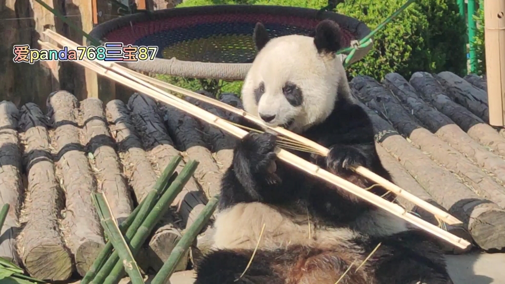 大熊猫妙音 新鲜小妙妙