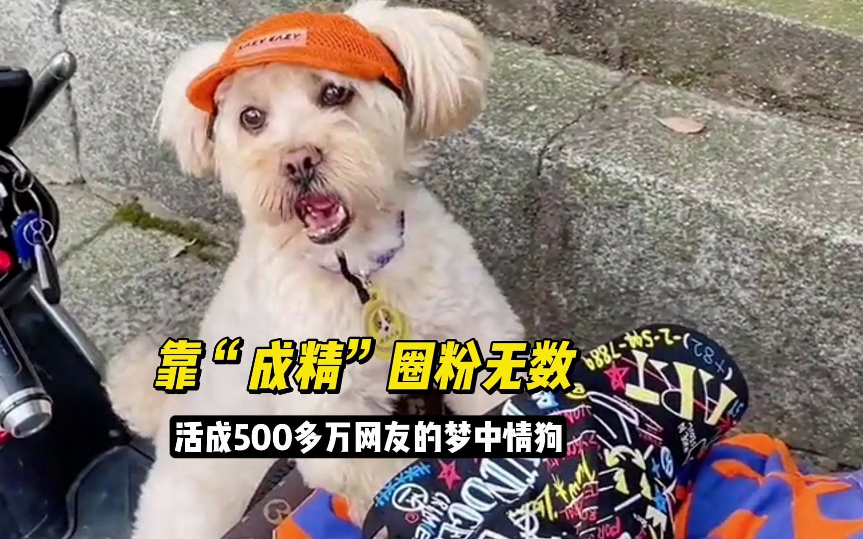 贵宾犬龙肉球,靠“成精”涨粉500多万,天热还会开风扇铺凉席哔哩哔哩bilibili