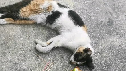 [图]好可怜的饿死猫，和朋友把他送去喵星吧！