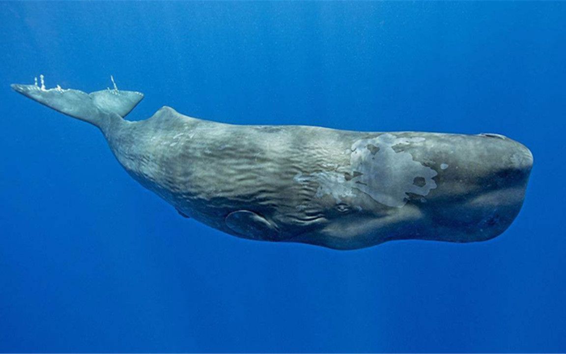 鲛齿鲸图片