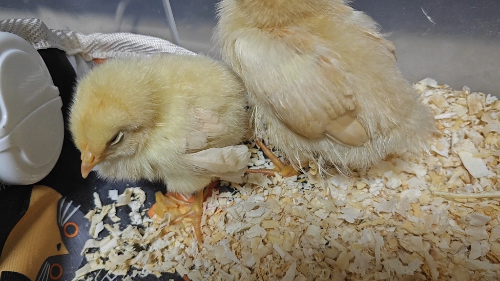 看小鸡仔打瞌睡