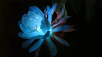 Télécharger la video: 【荧光植物】昙花