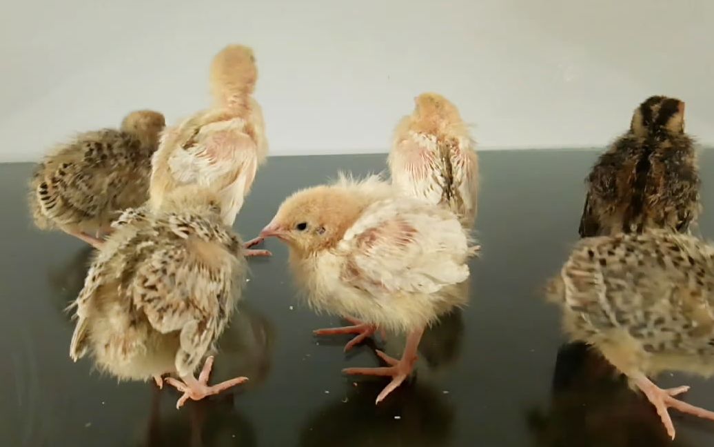 鹌鹑成长录第十天 小鹌鹑羽毛松散变得越来越丑了