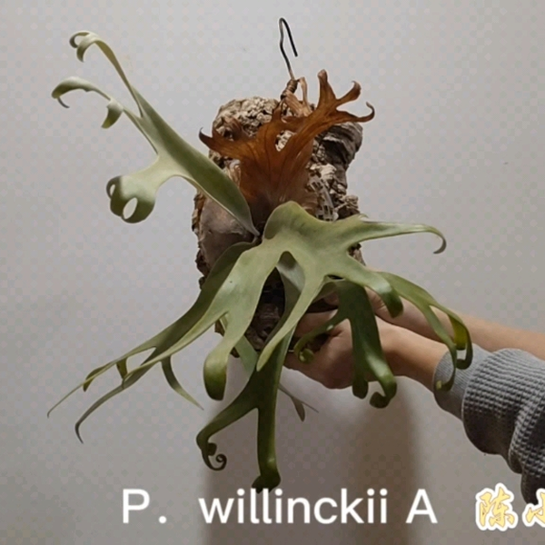 P．willinckii A_哔哩哔哩_bilibili