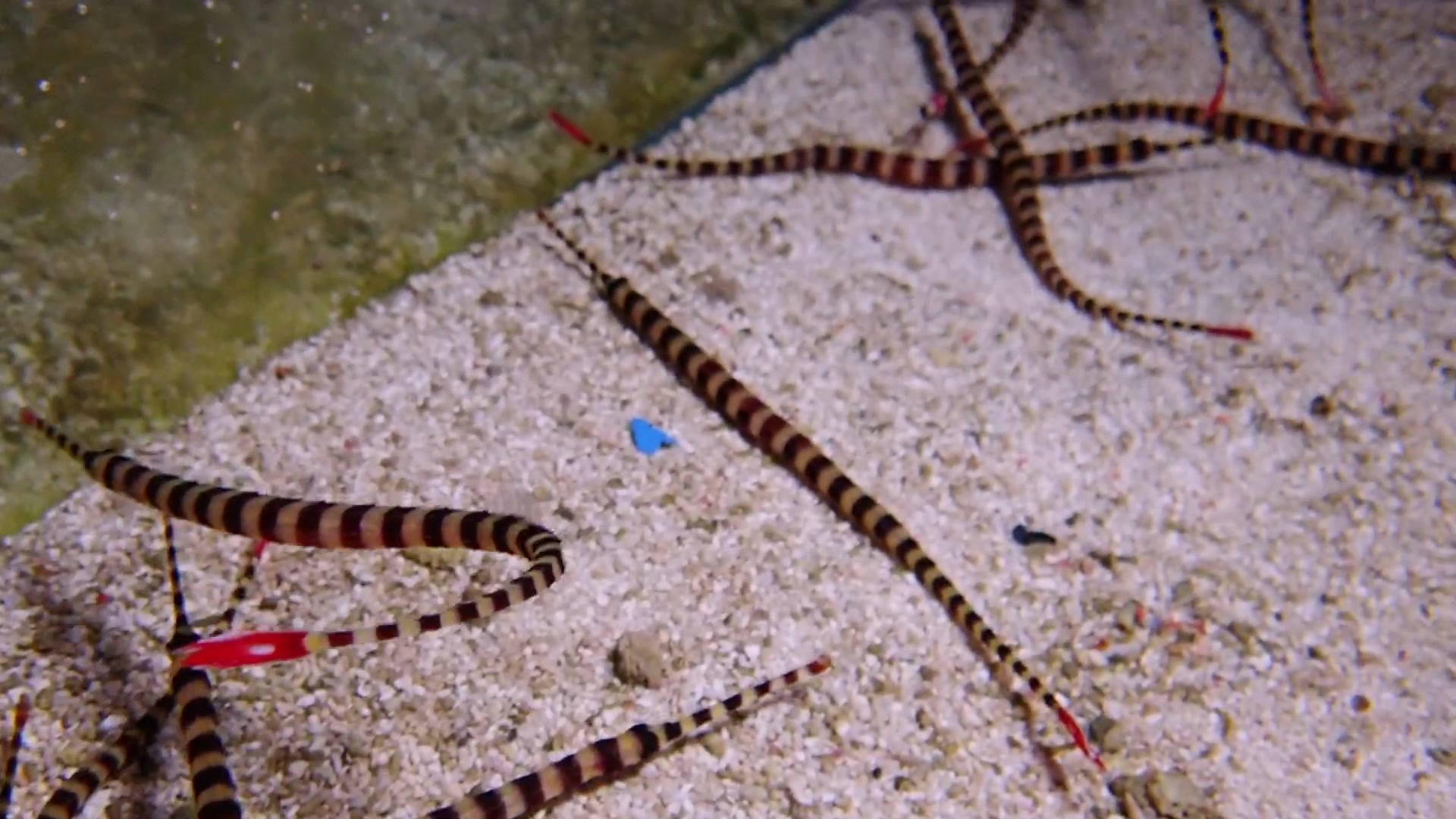 斑节海龙_哔哩哔哩 (゜-゜)つロ 干杯~-bilibili