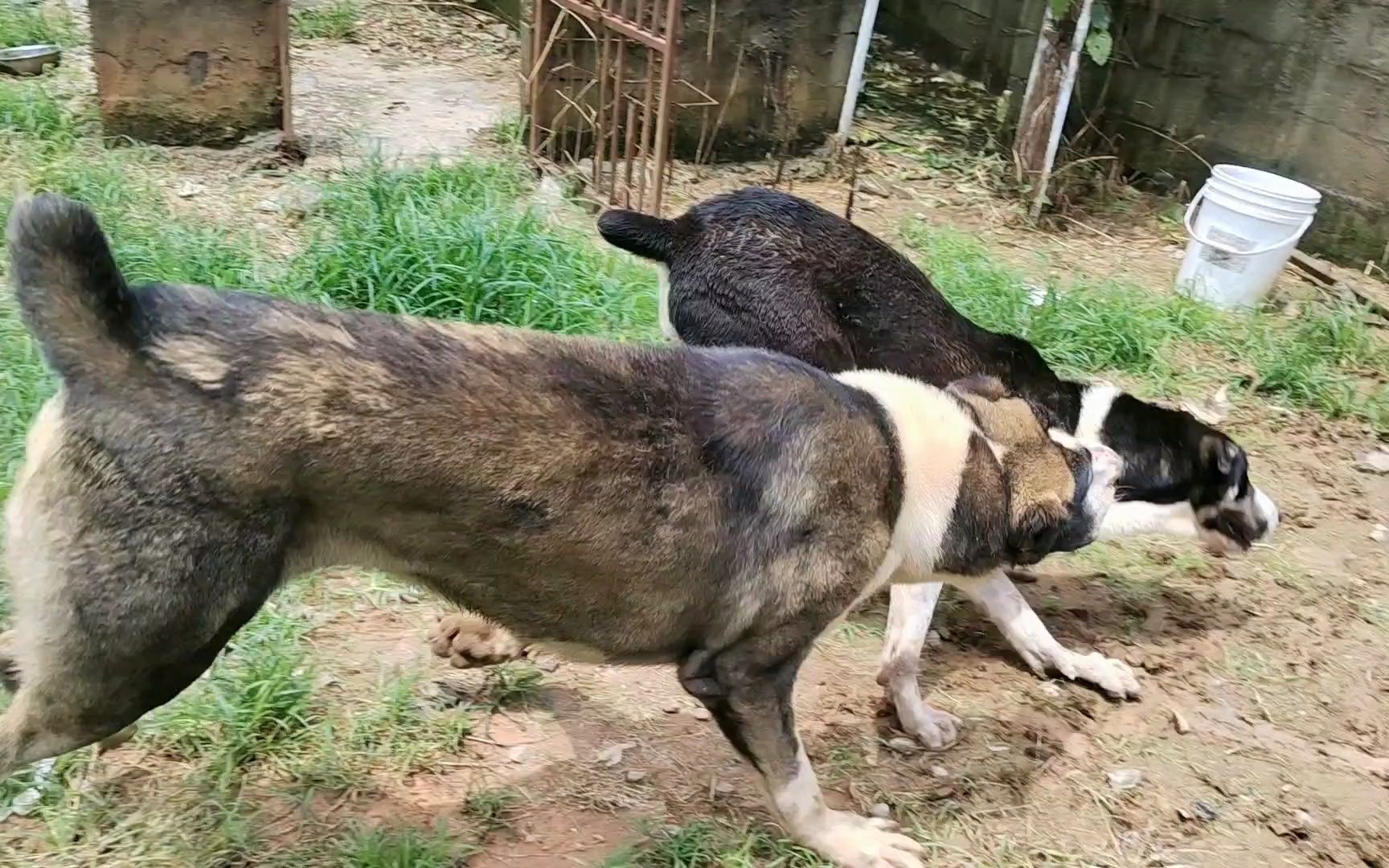 高加索咬狼犬与中亚犬谁才是真正野狼屠夫,现场PK哔哩哔哩bilibili