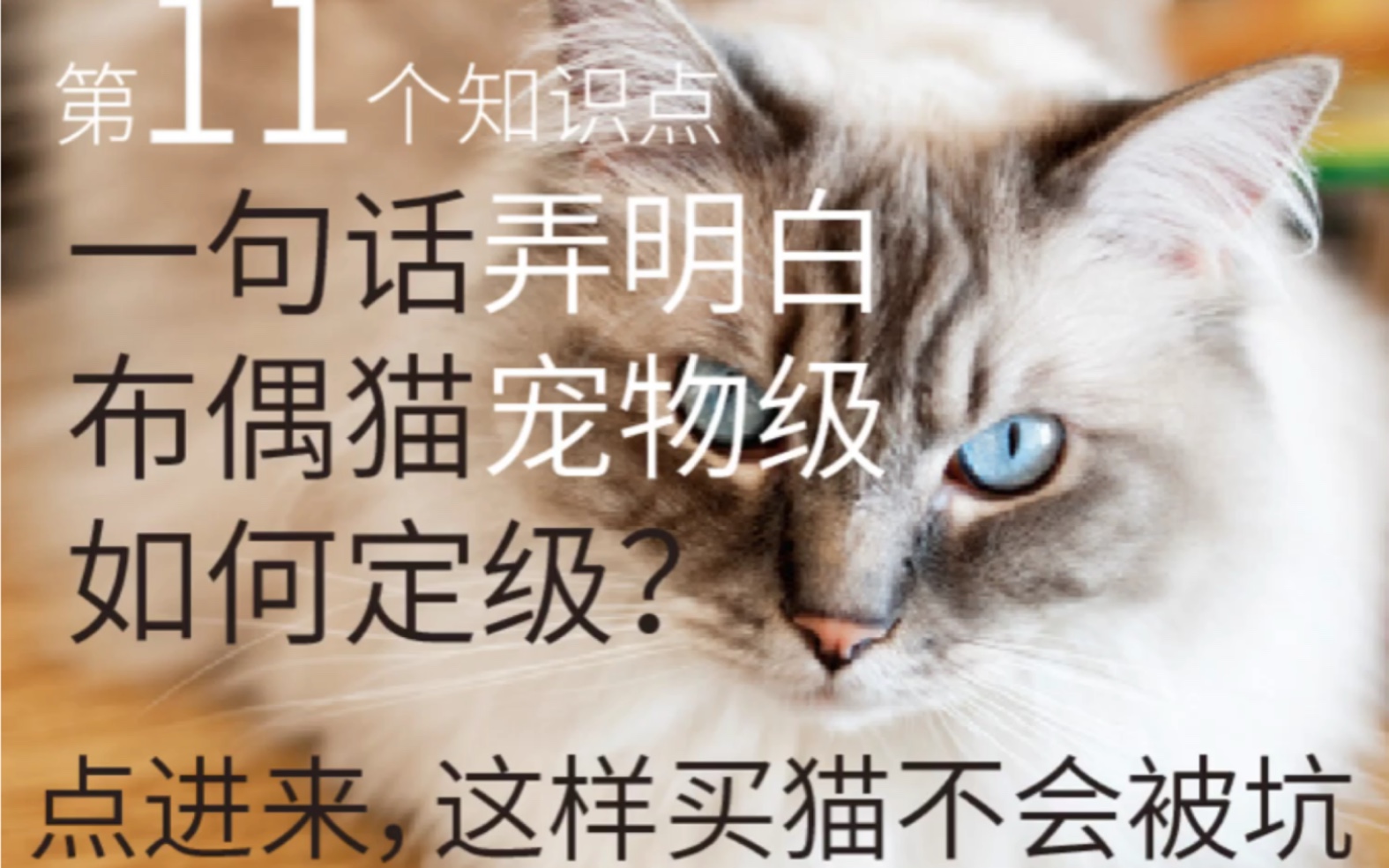 布偶猫是如何定级的?宠物级是如何定级的?哔哩哔哩bilibili