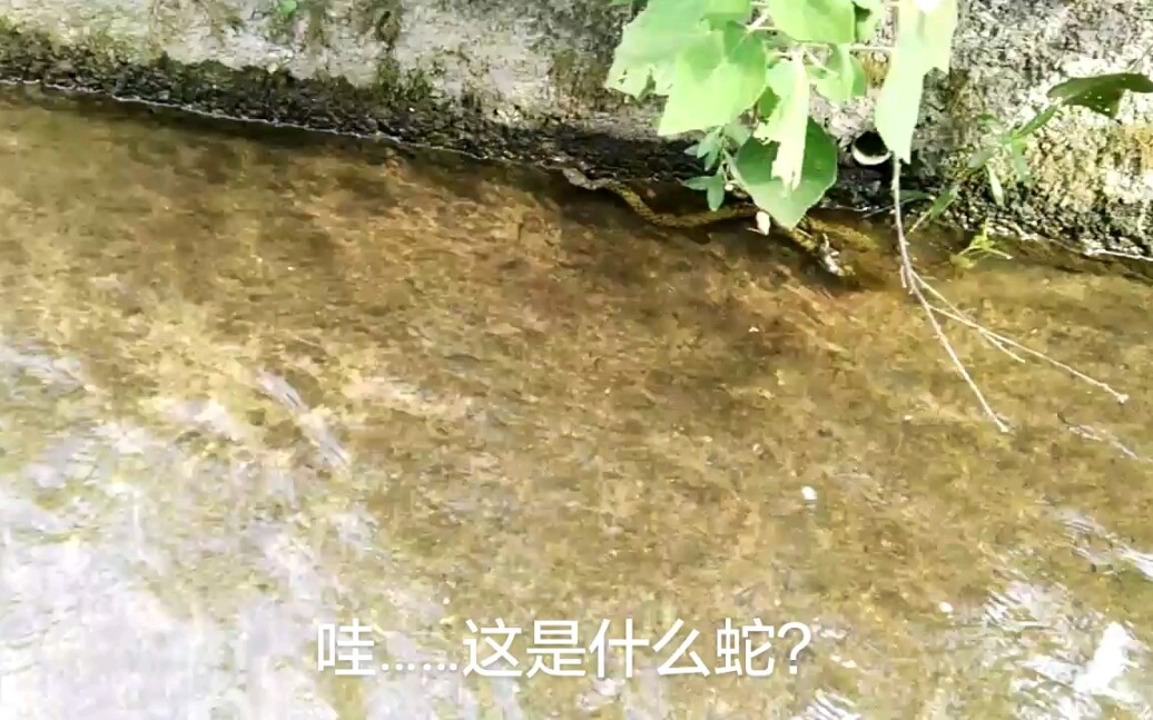 水渠里发现一条蛇,全身金黄的颜色,这条蛇是不是有毒蛇?哔哩哔哩bilibili