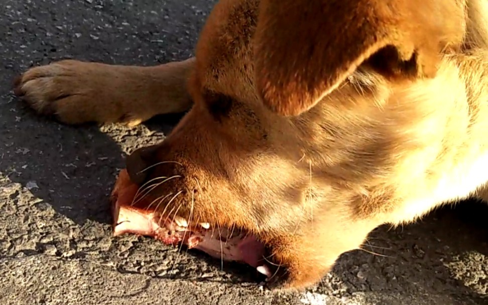 今天喂流浪狗小黄鸭屁股,爆浆