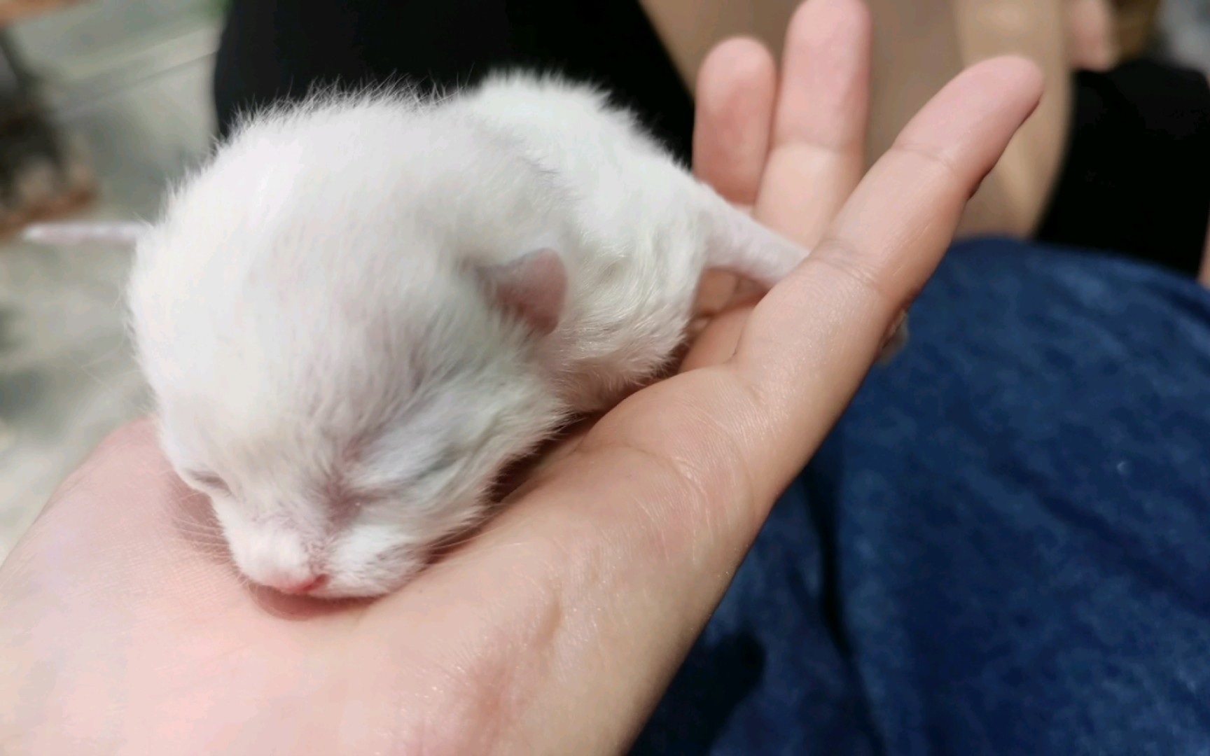 一些可爱的事物