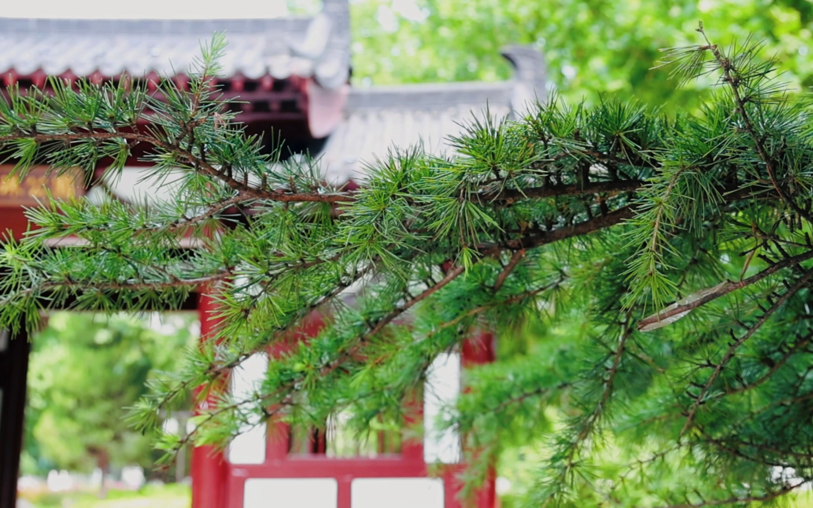 馨妈遍逛石家庄之明珠公园