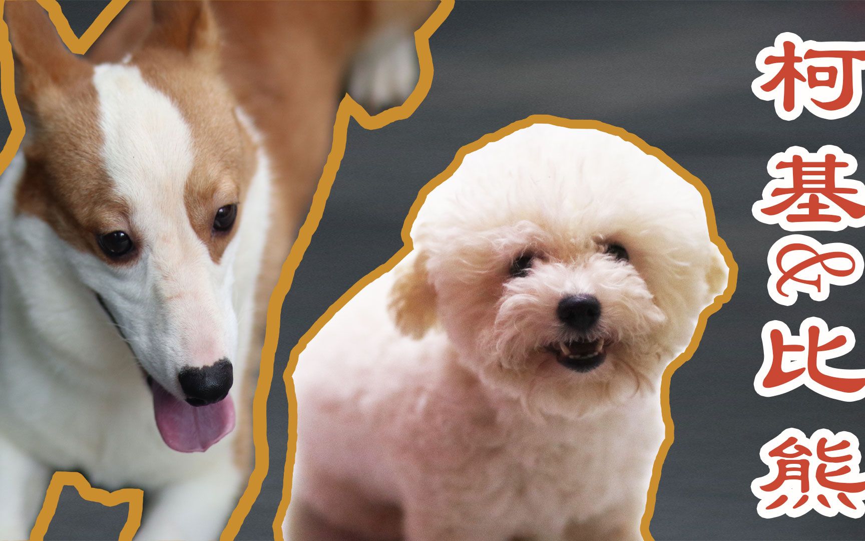 【比熊】当柯基与比熊小逗一起玩,是和谐还是pk呢