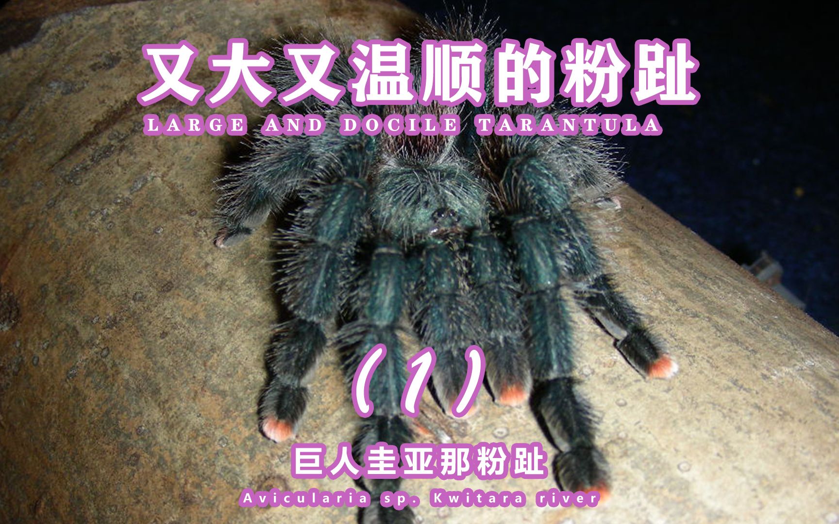 巨人圭亚那粉红趾捕鸟蛛介绍第一集.