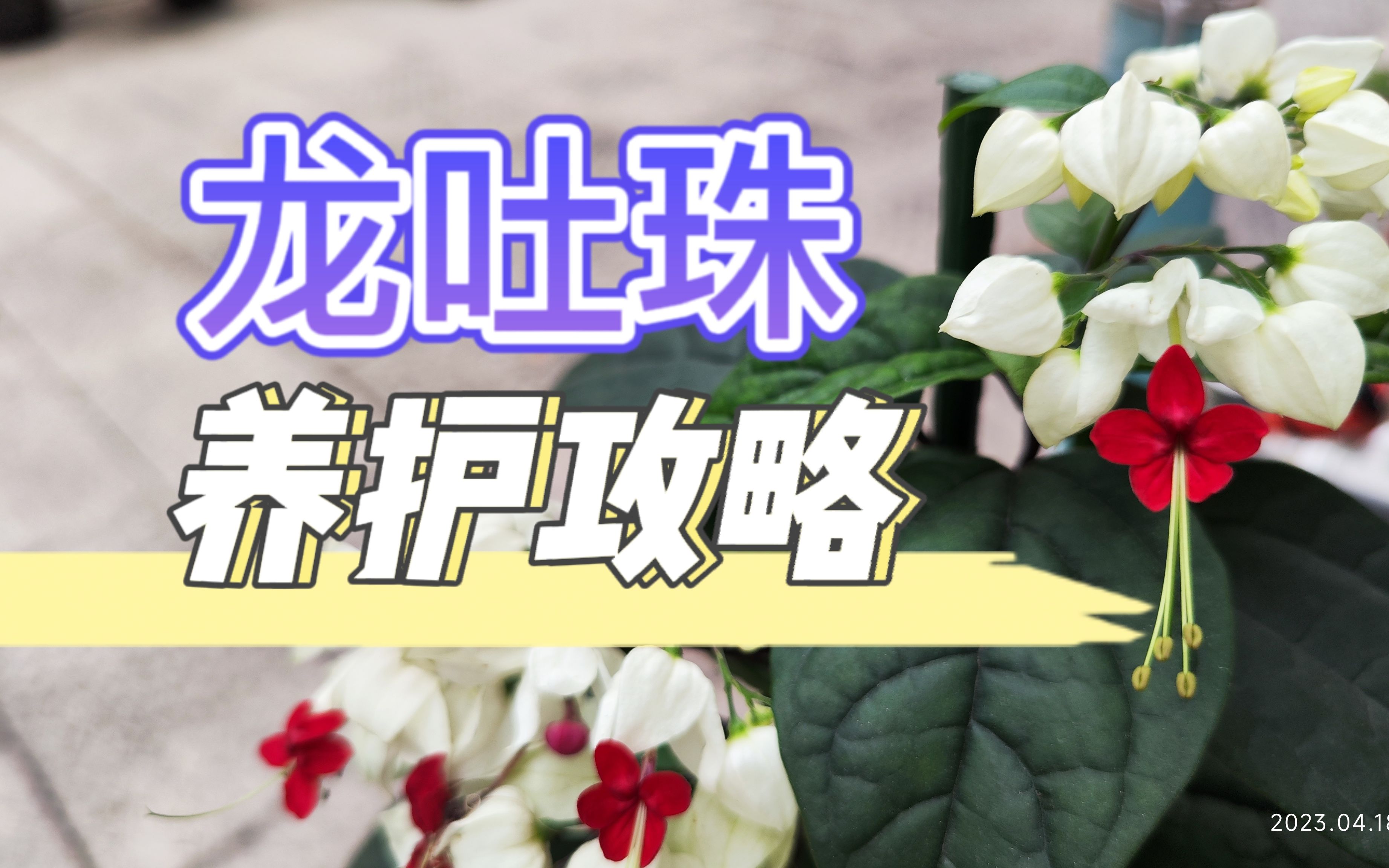 龙吐珠养护指南哔哩哔哩bilibili