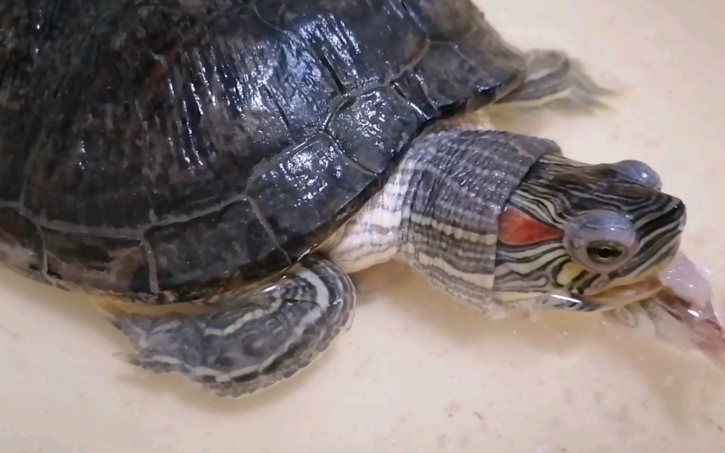 【巴西龟】27岁老巴西吃鱼段(因为不饿所以没有吃很多)