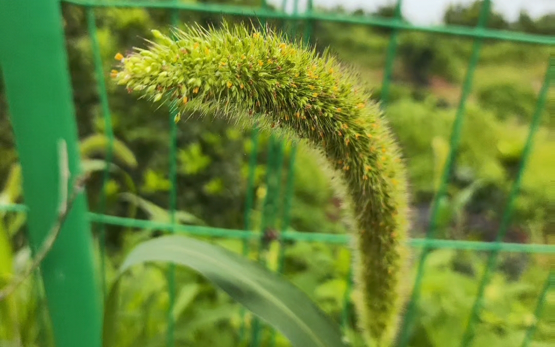 狗尾巴草,摇呀摇《挑战每天三分钟写一句藏头诗(第261天)》