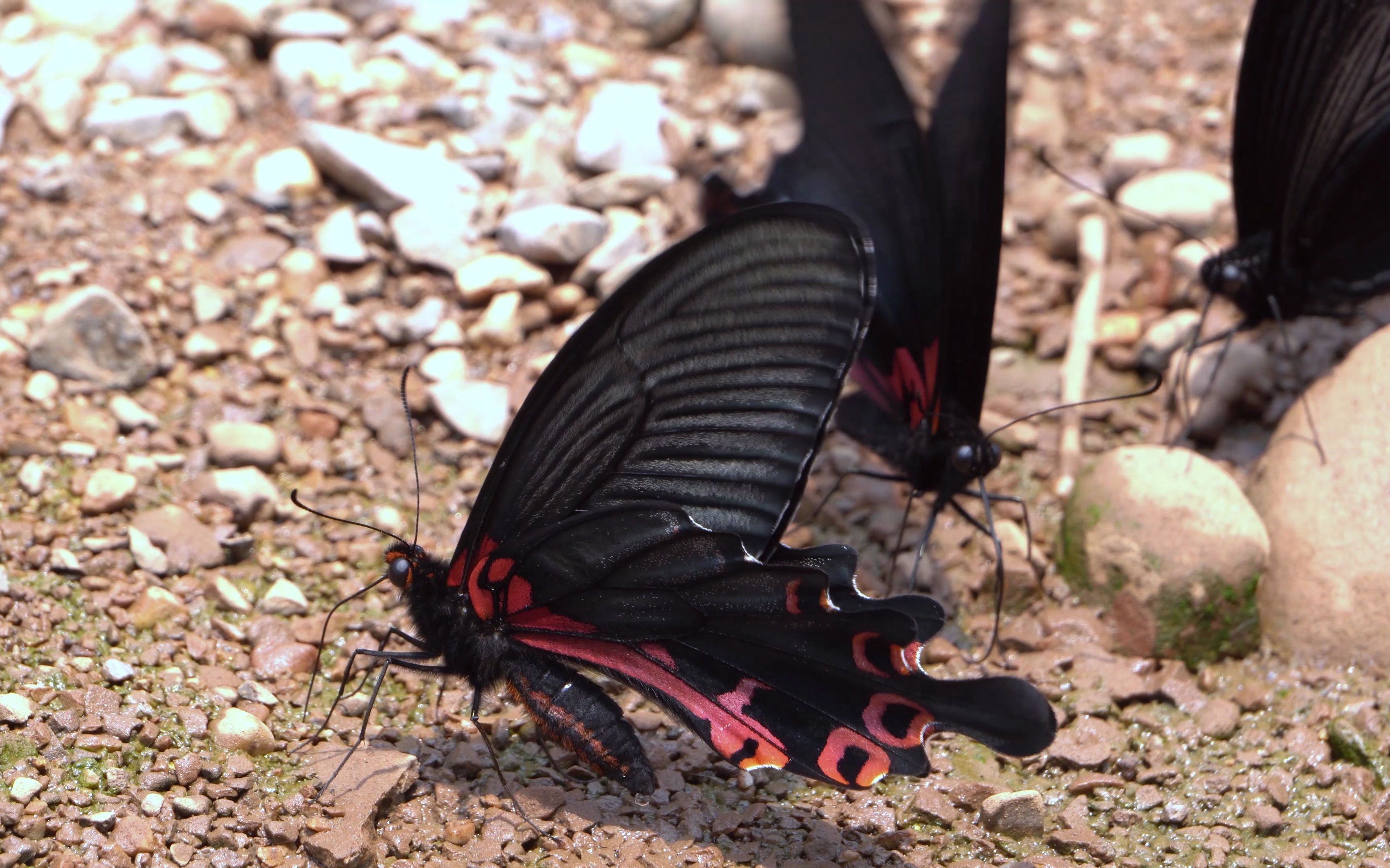 【4k】拍蝶路上---牛郎凤蝶