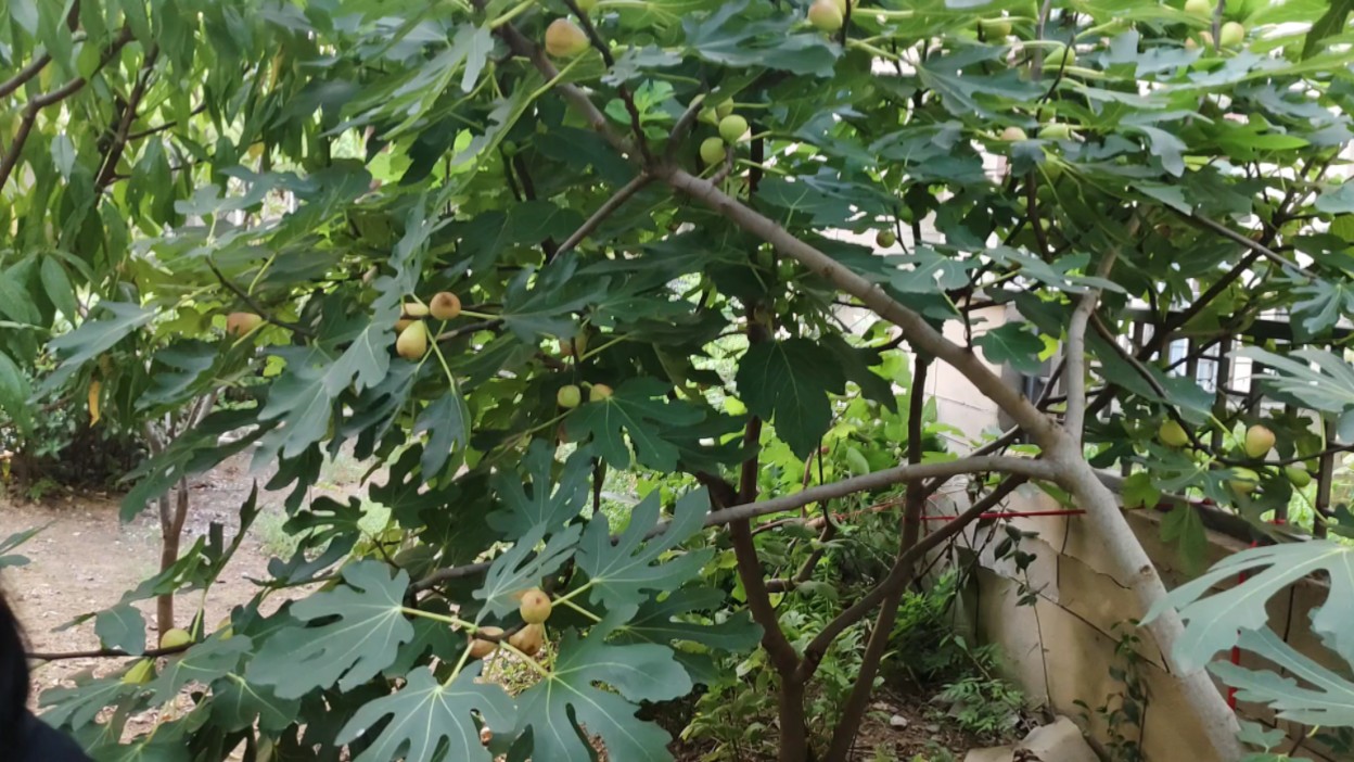 布兰端克无花果图片