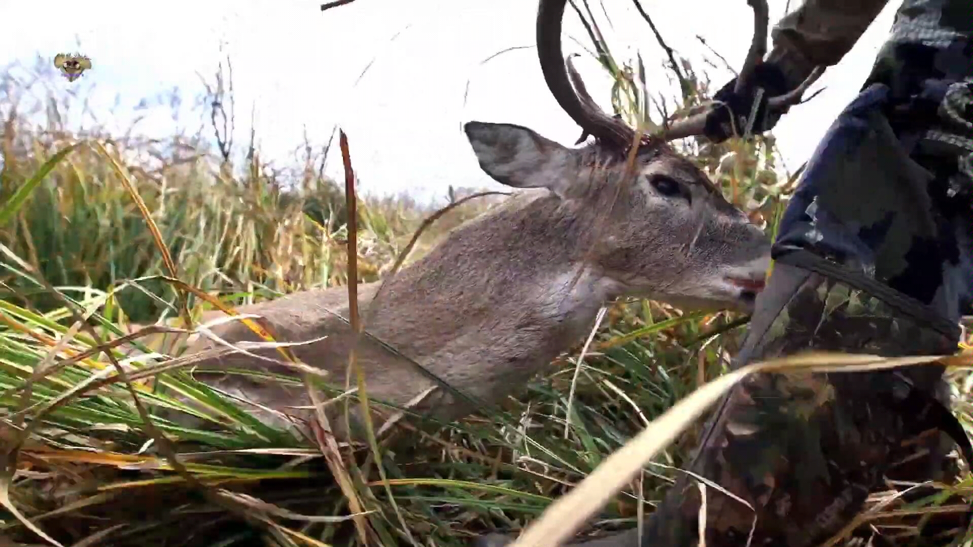 猎手捕杀白尾鹿的精彩画面