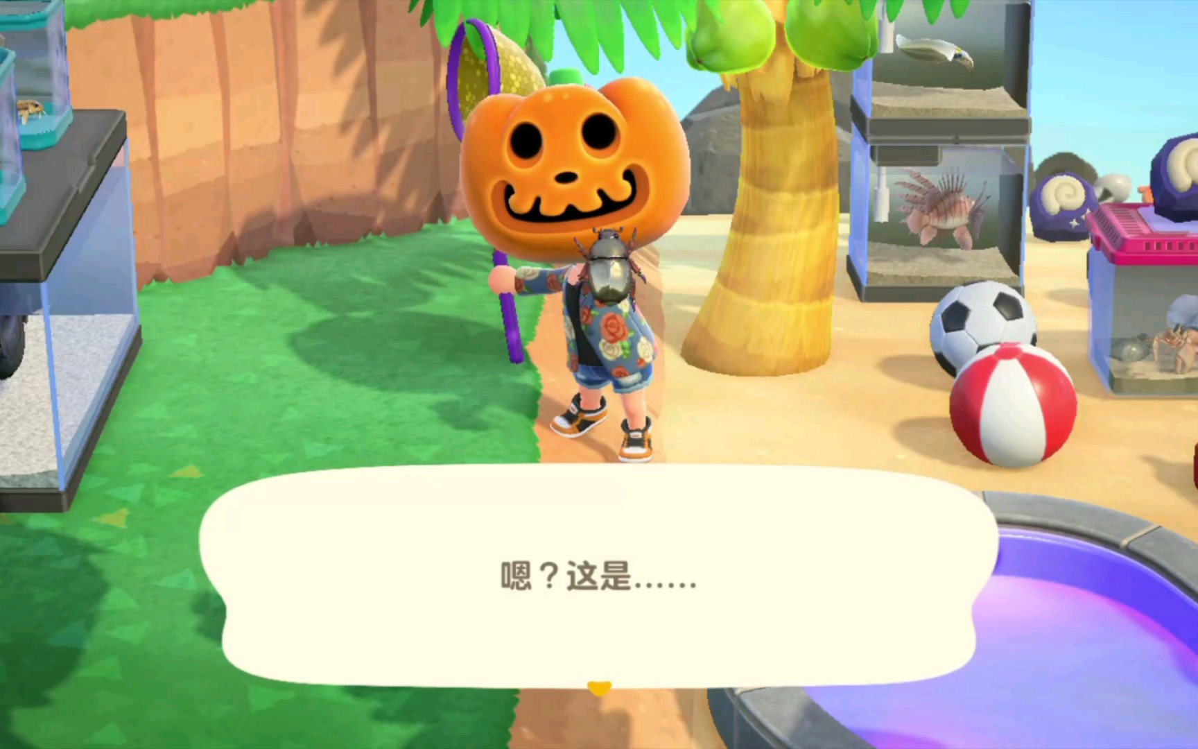 集合啦动物森友会早起的岛民有虫抓