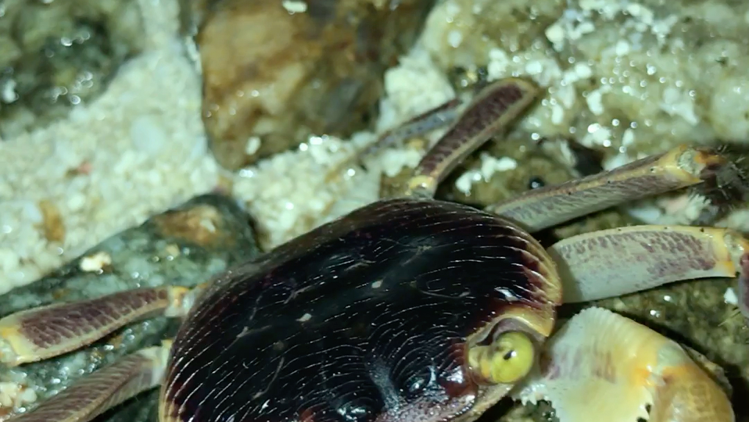 格雷陆方蟹(geograpsus grayi)近距离捕食豹蛛