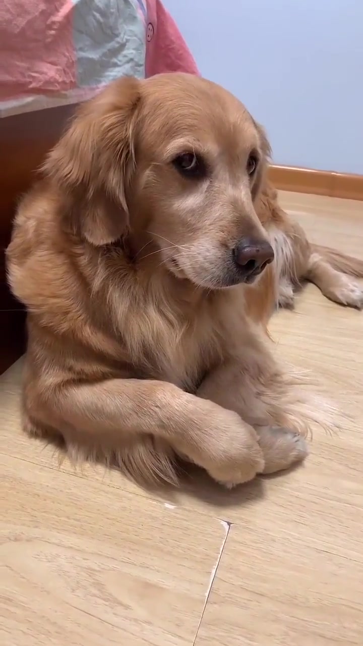 主人说金毛有脚气,瞧金毛生气的样子太可爱了,你们看完不许笑.