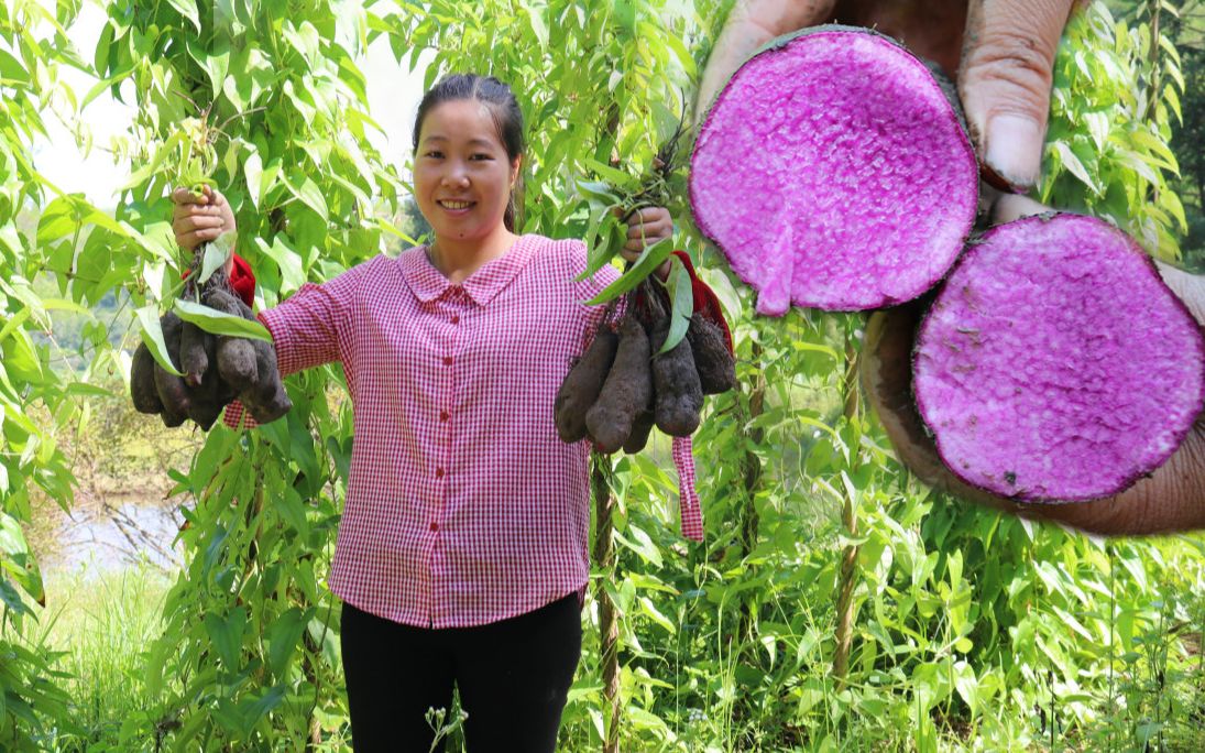 江西赣州传统美食,长得独特又好看,阿红挖了一大筐