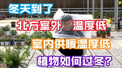 造园记 61 植物过冬秘籍 室内温室 哔哩哔哩 Bilibili