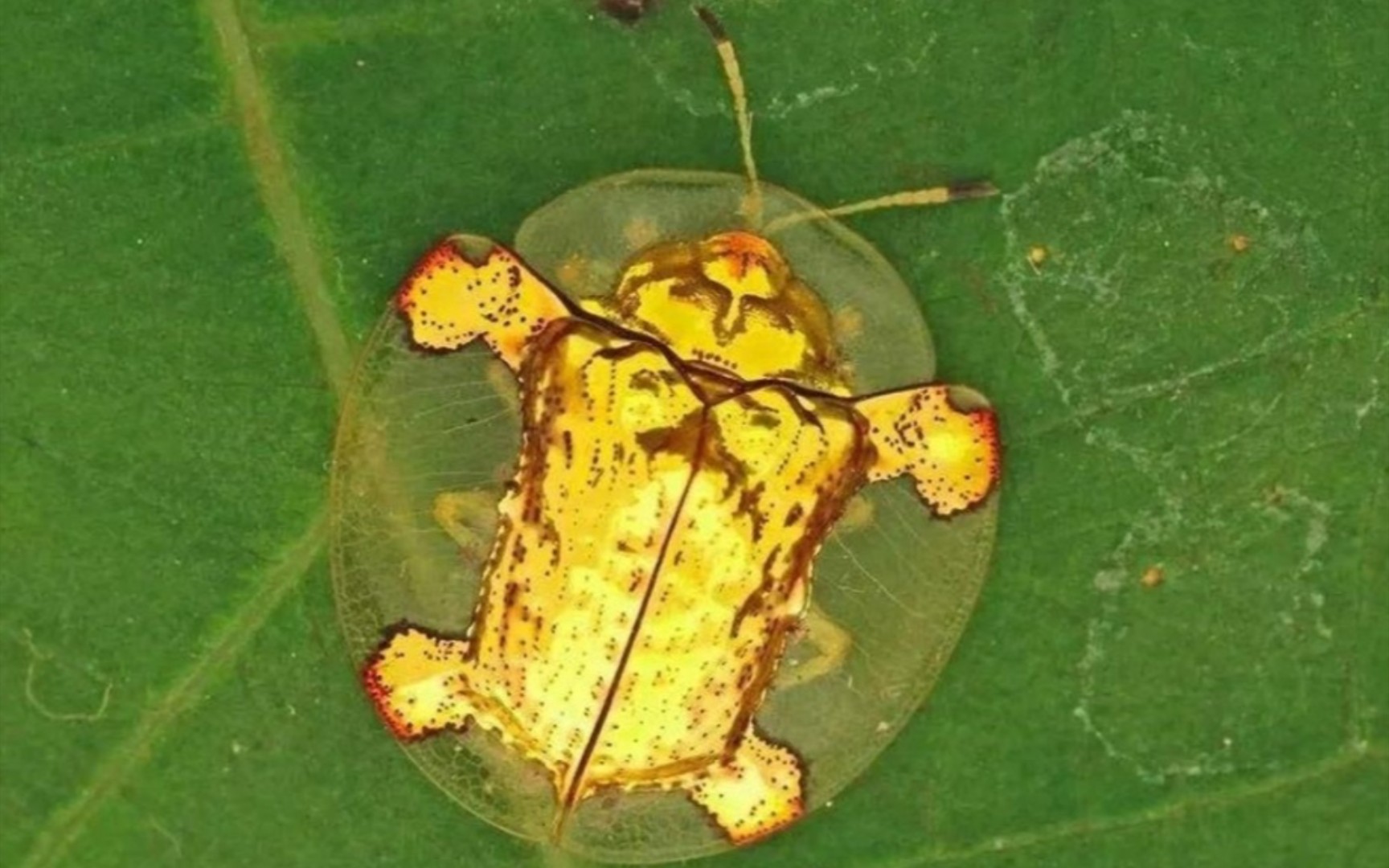 黄金龟甲虫和它的粑粑盾