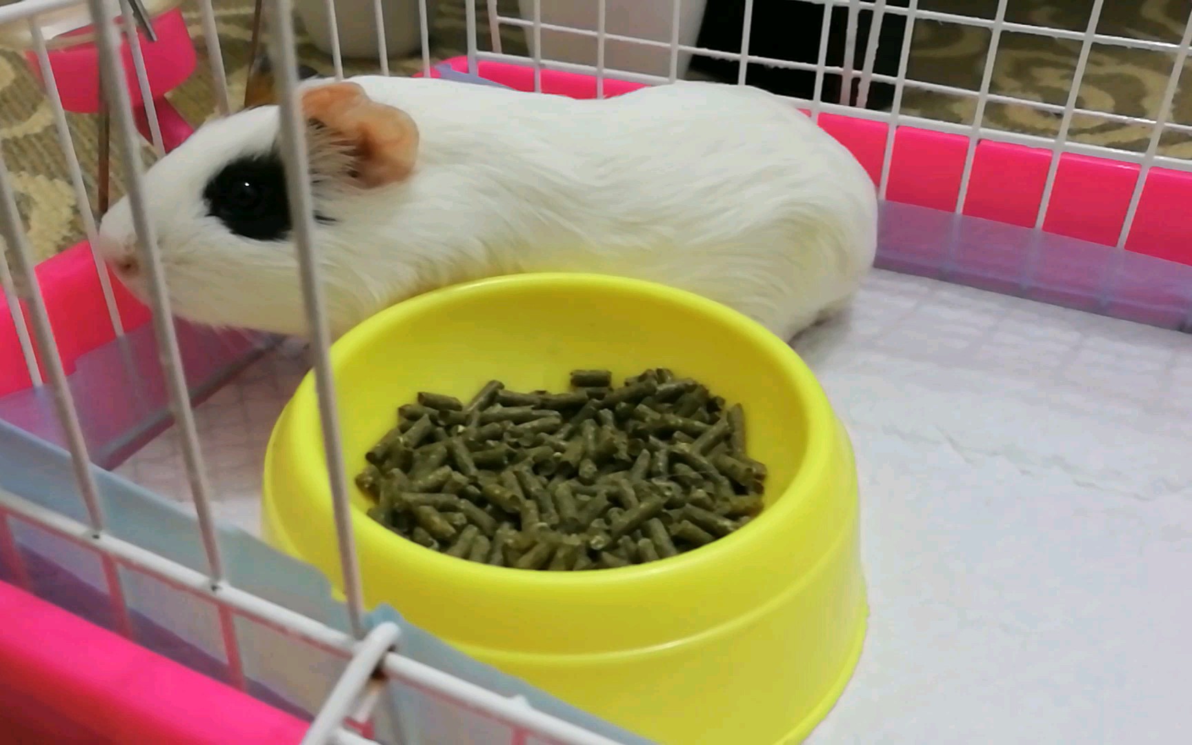 【荷兰猪】【豚鼠】换了尿垫以后,呆掉的猪猪(071770ω7017