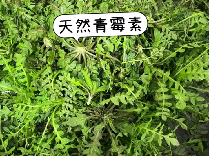 牛蹄叶炎用青霉素图片