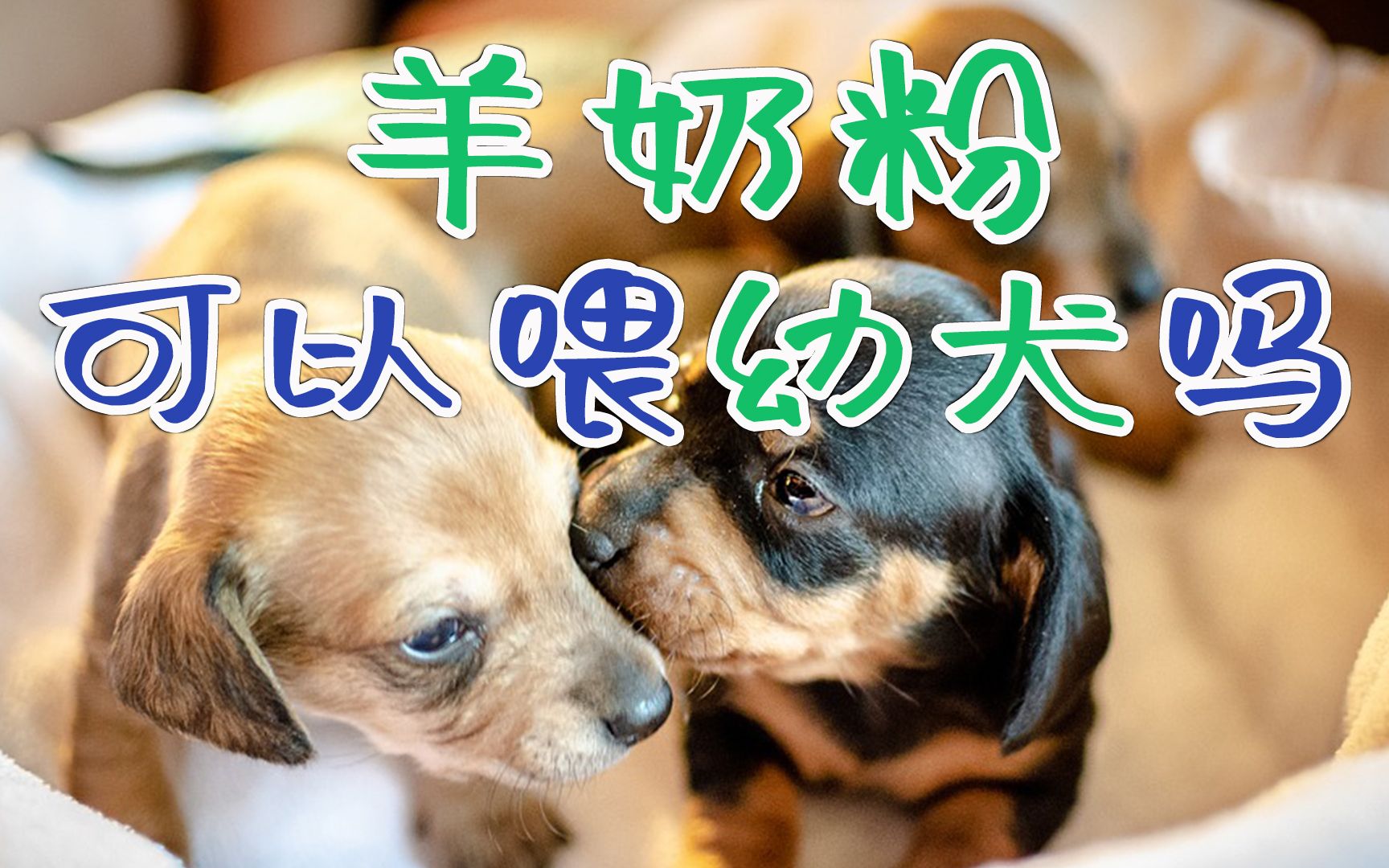 羊奶粉可以喂幼犬吗哔哩哔哩bilibili