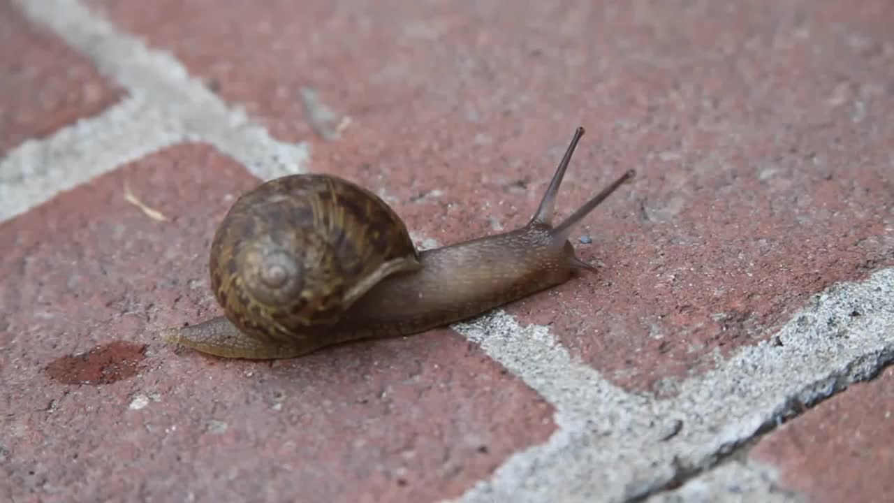 [图]A snail moving along and leaving it's slime