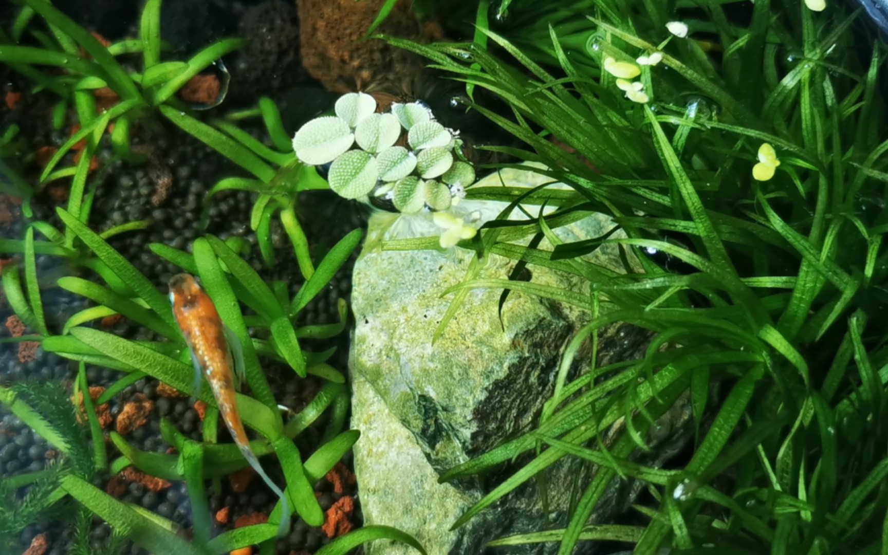 【观背青鳉生态缸】翻缸一个月,小水兰支棱起来了,附植物介绍