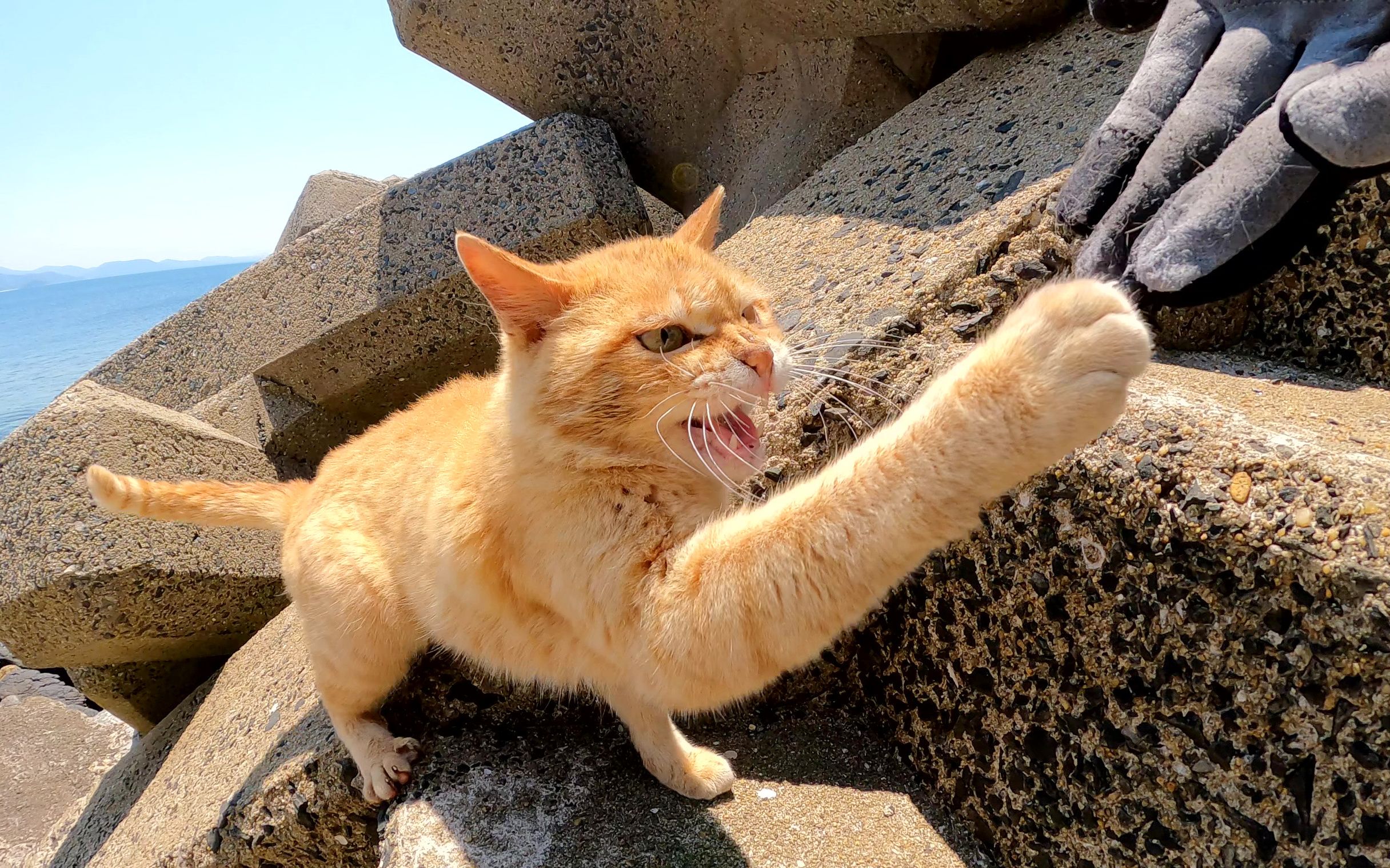 当我参加猫的集会时,凶猛的猫袭击了我