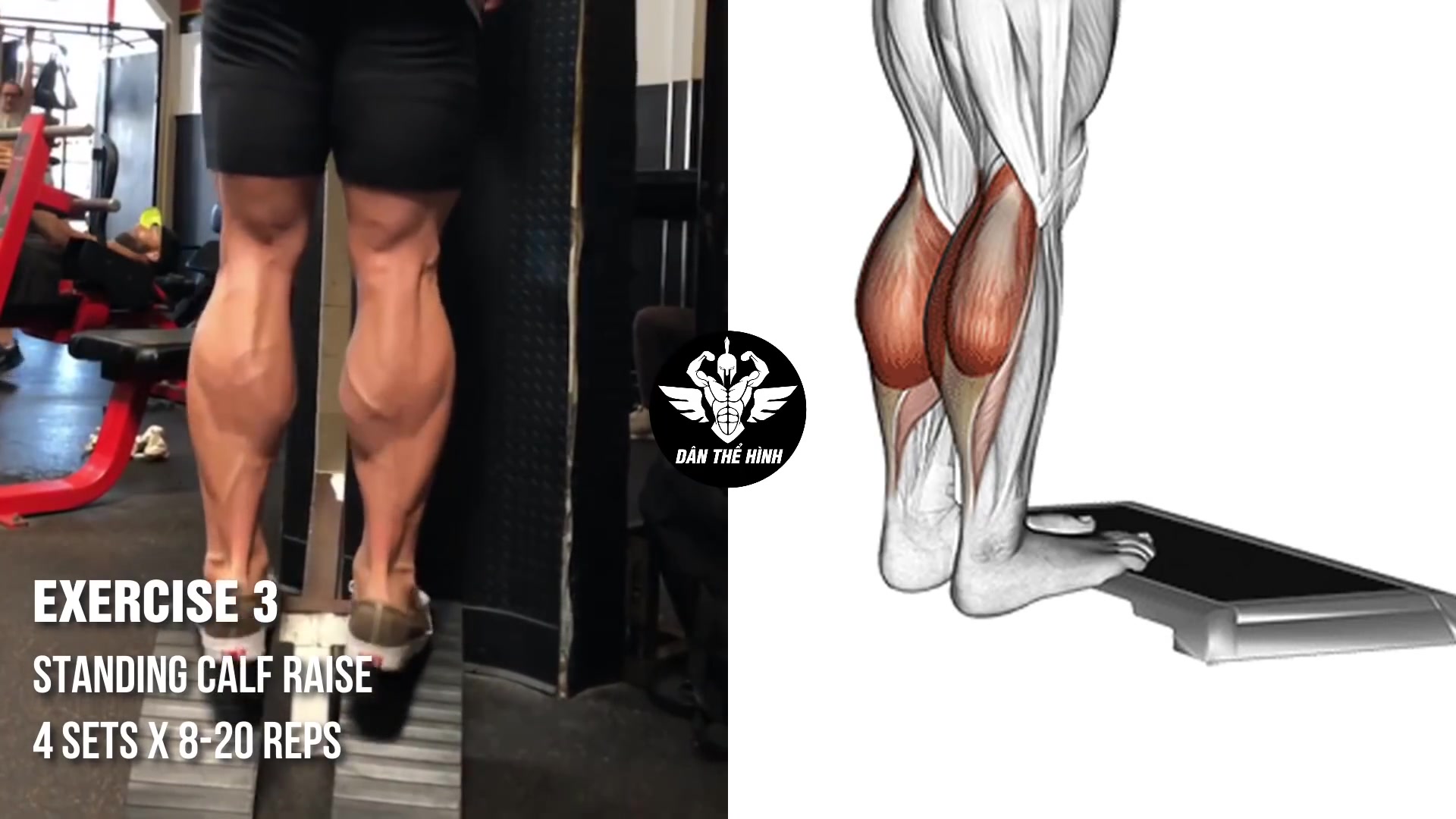 6个小腿训练动作 6 Calf Exercises for Bigger Calves哔哩哔哩bilibili