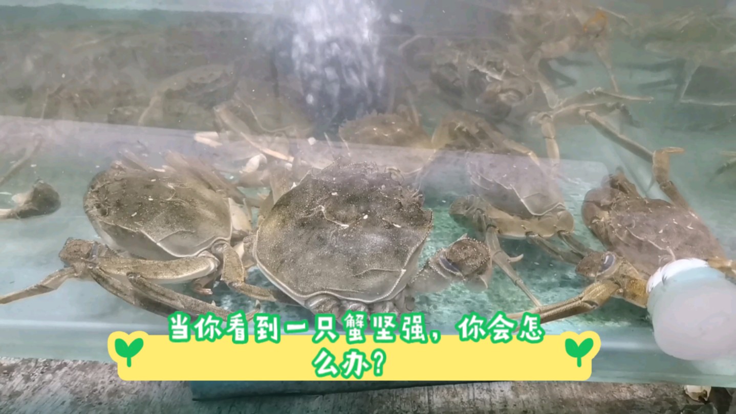 2024新版淡水化蟹坚强?