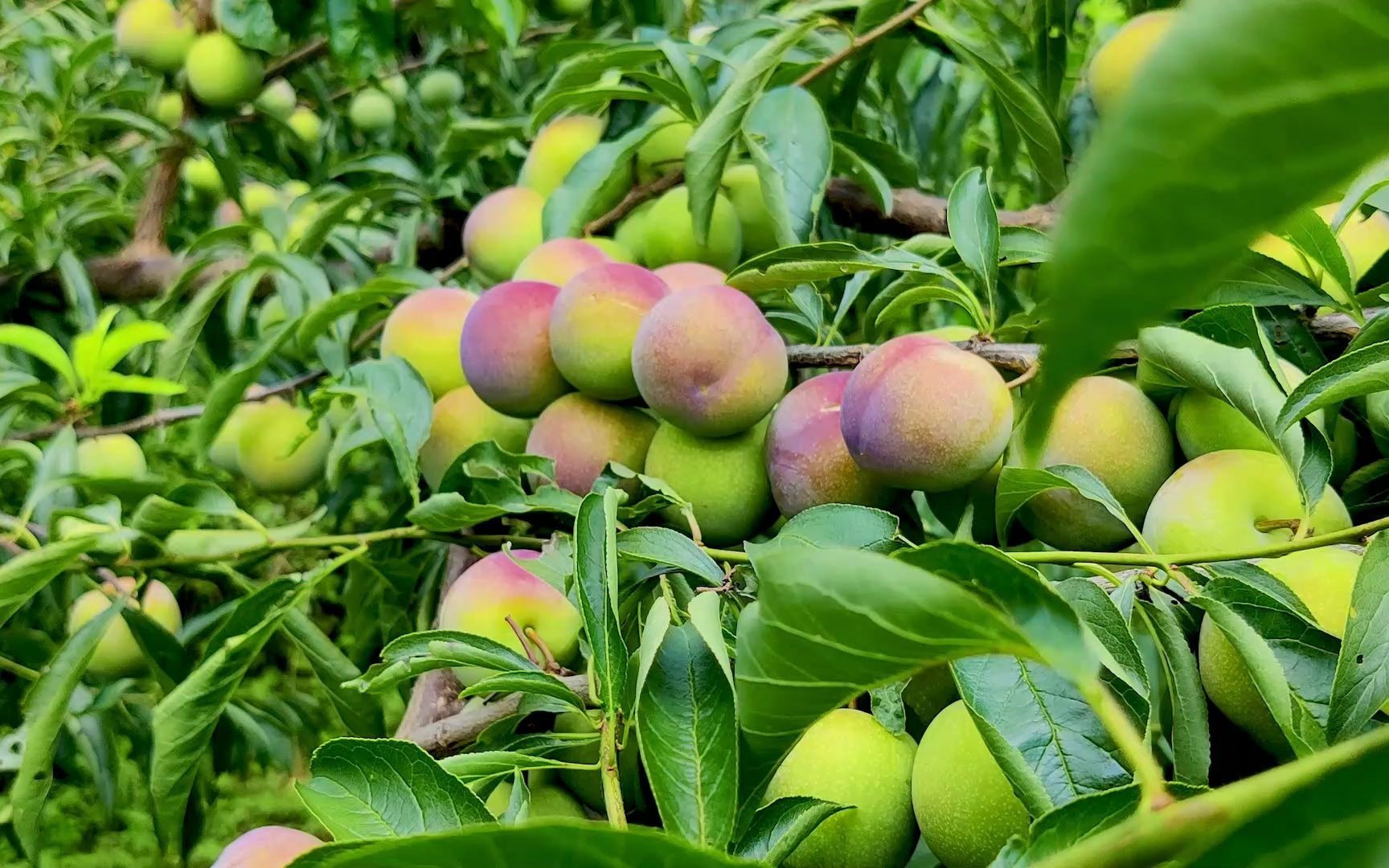 小伙去帮忙摘李子结果果园都给吃空了