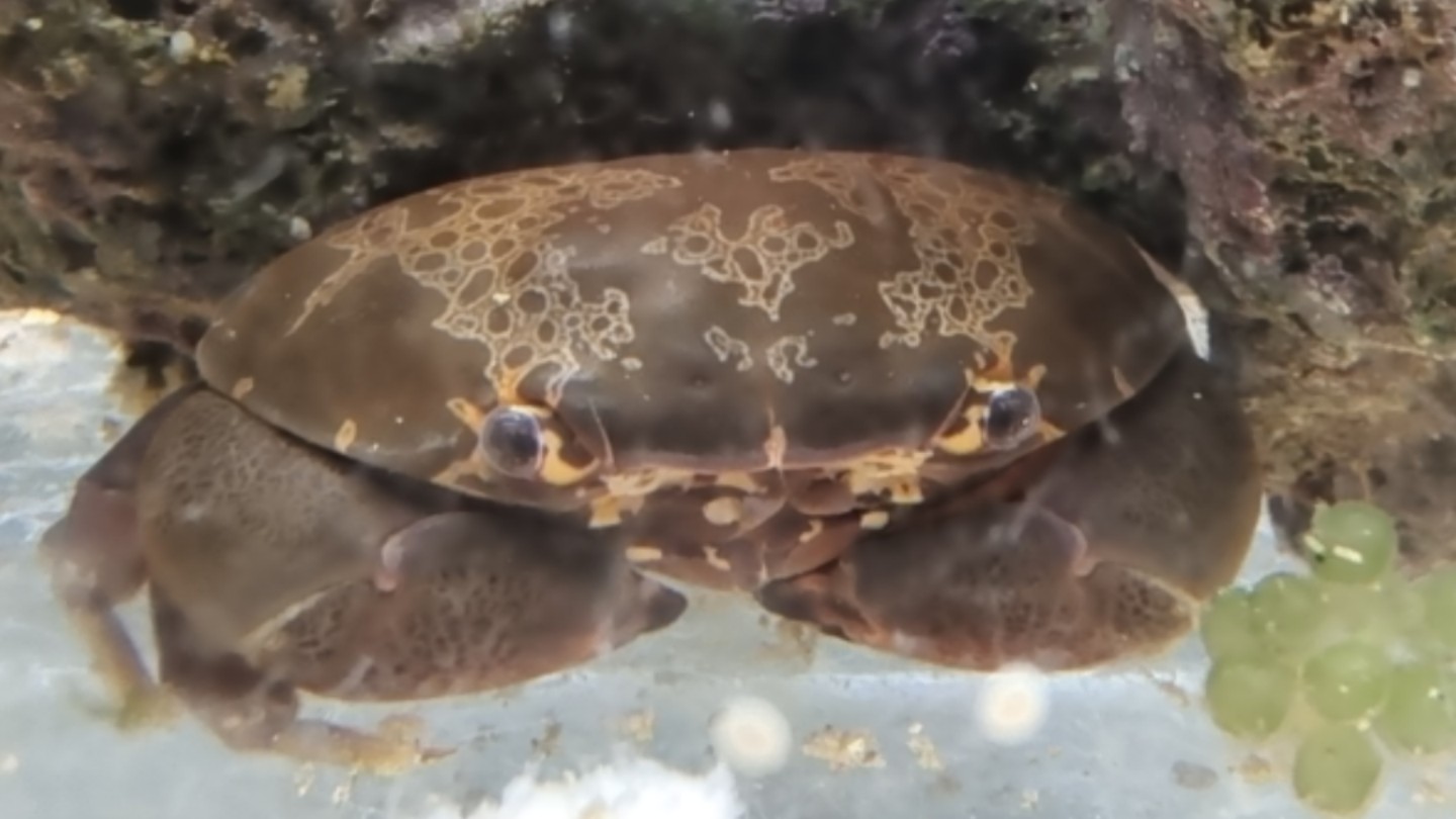 花纹爱洁蟹半夜袭击寄居蟹未遂