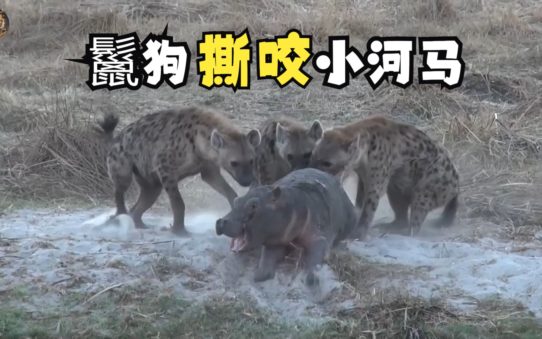 三头鬣狗围攻小河马,对着小河马残忍撕咬(1/3)